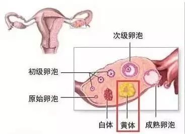 黄体支持—试管婴儿中不可或缺的重要环节！