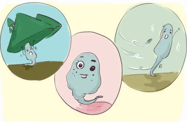 不是所有的多囊卵巢都需要做试管婴儿! 哪些情况适合做试管婴儿？