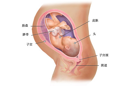 怀孕第36周胎儿的生长和发育