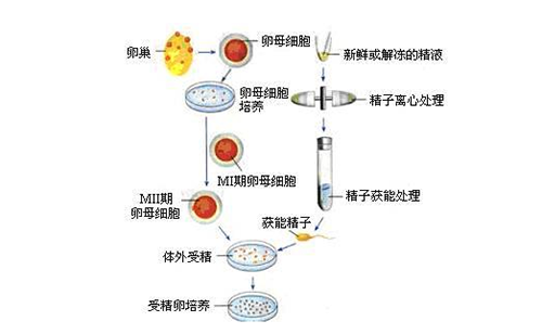 试管婴儿长大后没有肚脐？