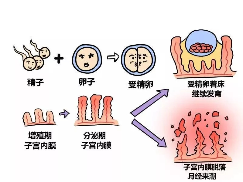 有宫颈粘连可以做试管婴儿吗？